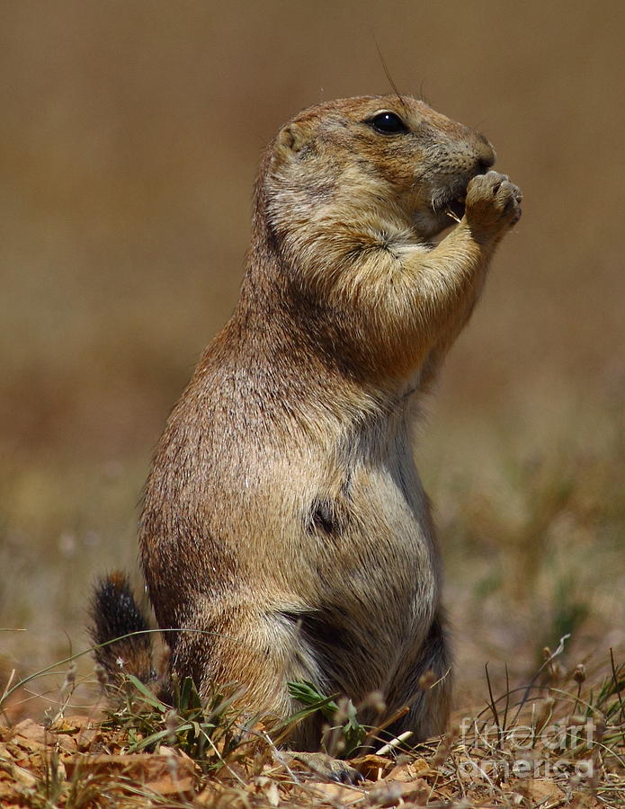 Prairie Dog - Cold Day Photograph by Robert Frederick