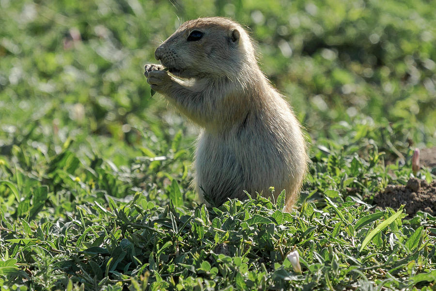Prairie Dog Eating Photograph by John Daly