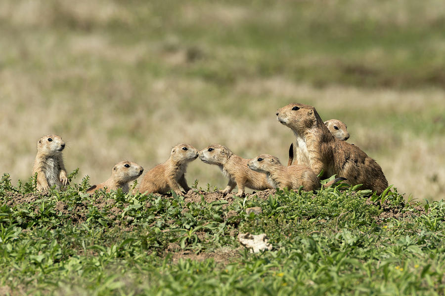Nature Photograph - Prairie Dog Family 7270 by Donald Brown