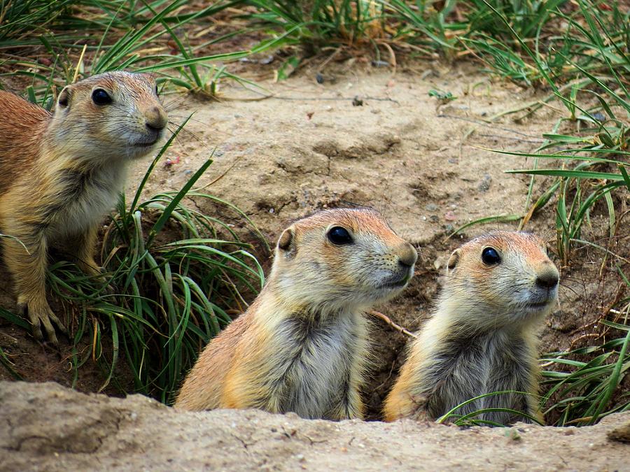 Prairie Dog Family Photograph by Connor Beekman