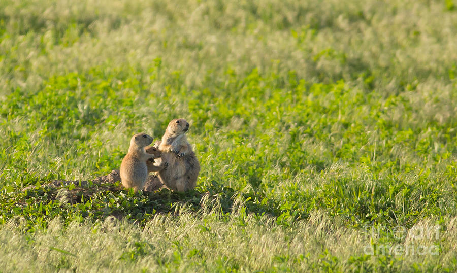 Prairie Dog Family Life Photograph by Natural Focal Point Photography