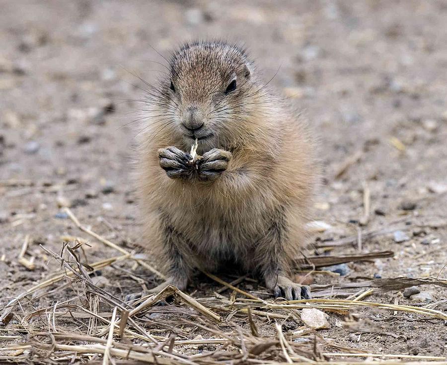 Prairie Dog Pup Eating Photograph by William Bitman