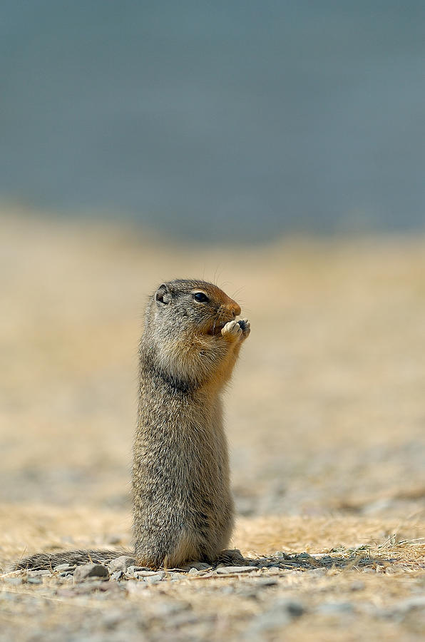 Prairie Dog Photograph by Sebastian Musial