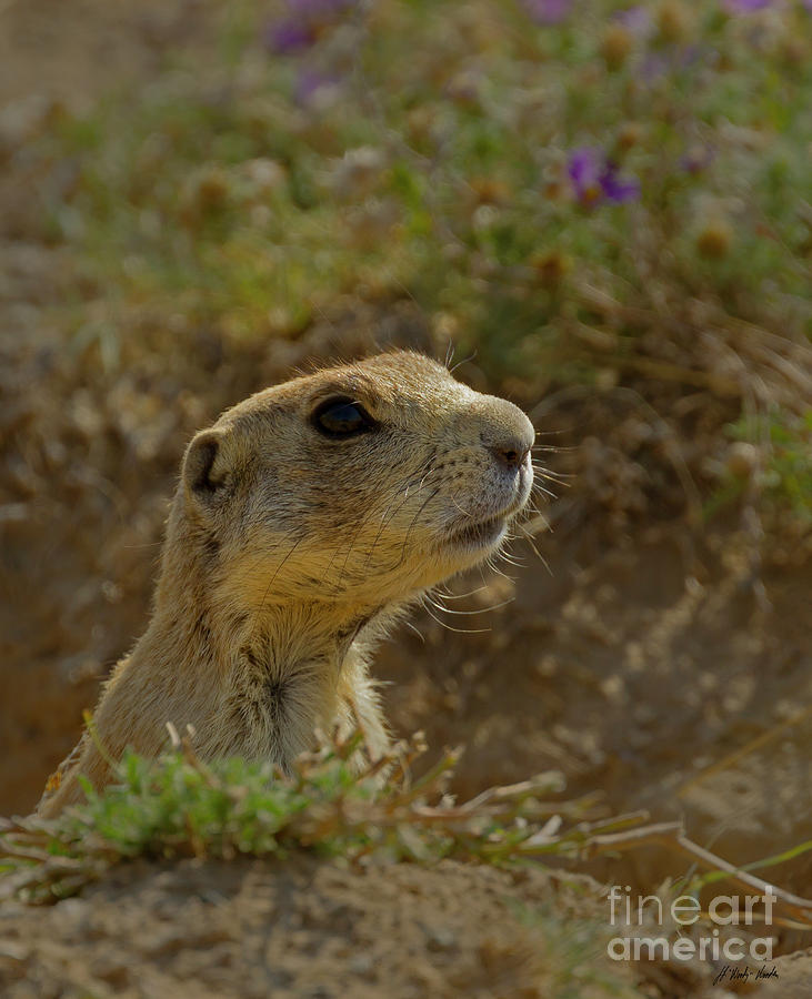 Prairie Dog-Signed-#8347 Photograph by J L Woody Wooden