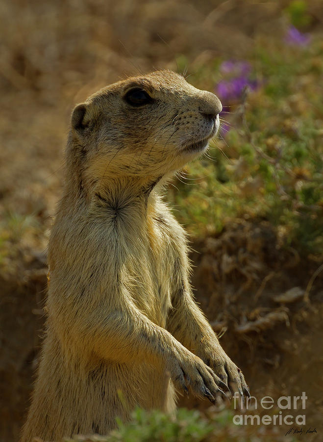 Prairie Dog-Signed-#8414 Photograph by J L Woody Wooden