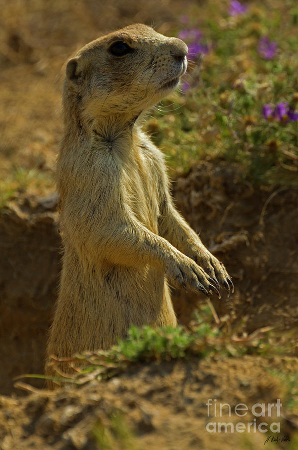 Prairie Dog-Signed-#8434 Photograph by J L Woody Wooden