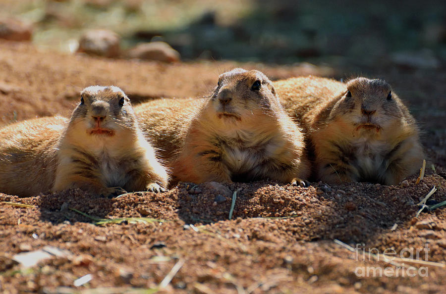 Prairie Dog Trio Photograph by Jim Chamberlain - Pixels