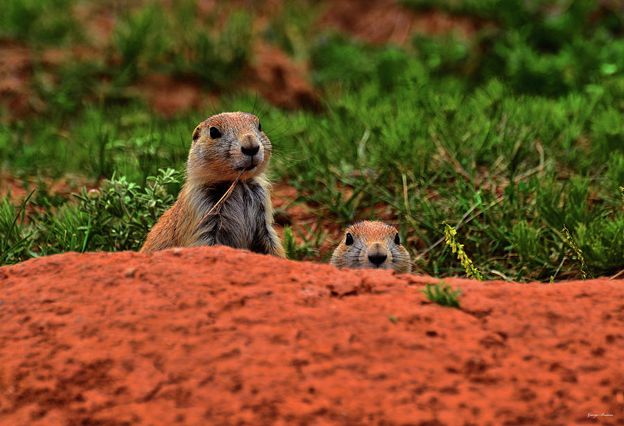 Prairie Dogs 004 Photograph by George Bostian