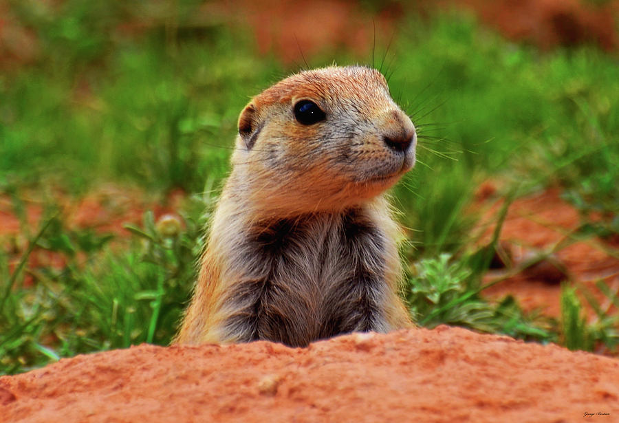 Prairie Dogs 007 Photograph by George Bostian