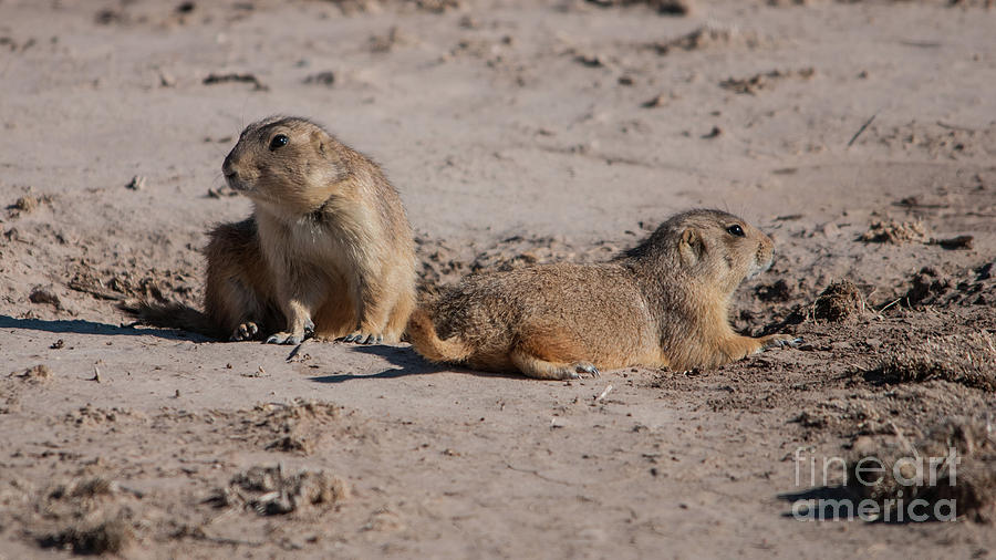 Prairie Dogs Photograph by John Greco