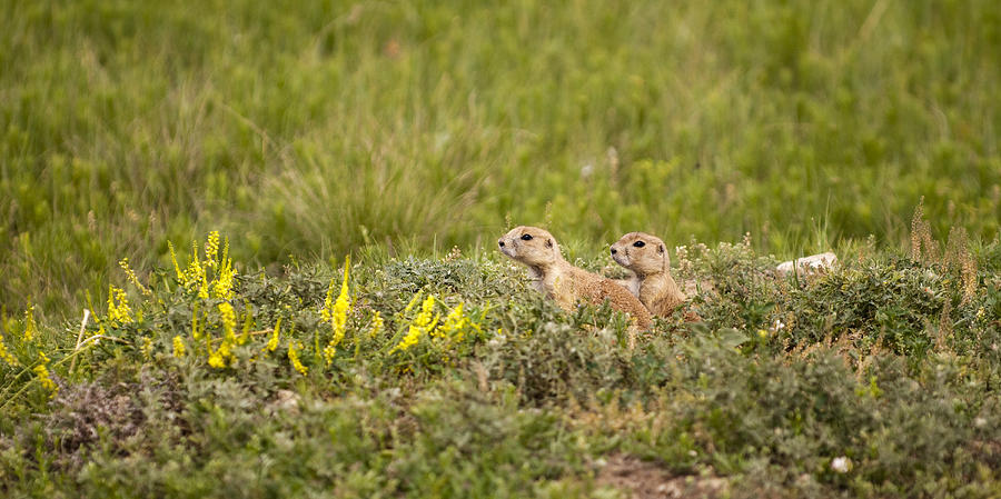 Prairie Dog Photograph - Prairie Dogs on Lookout by Chad Davis