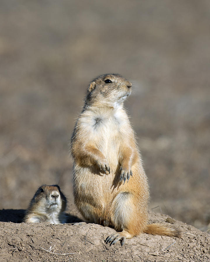 Prairie Dogs on Watch Photograph by Gary Langley