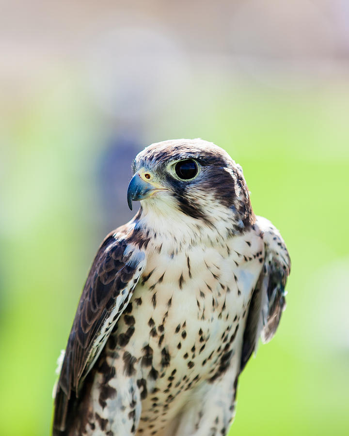 Prairie Falcom Photograph by Del Duncan