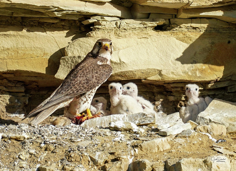 Prairie Falcon Cliff Nest Photograph by Judi Dressler
