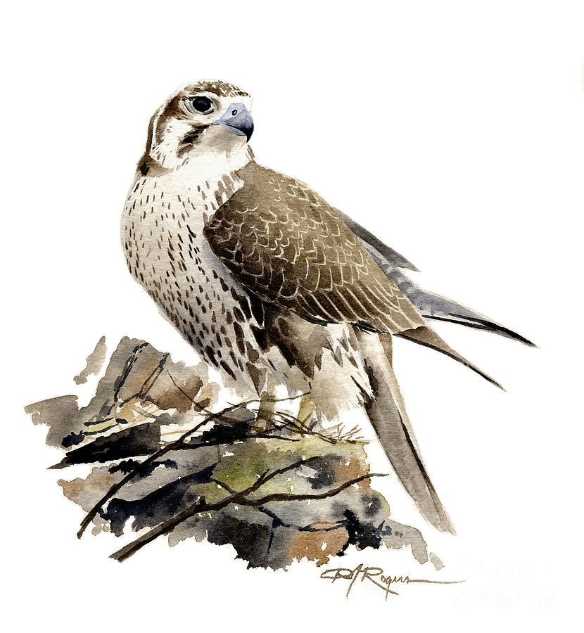 Falcon Painting - Prairie Falcon by David Rogers