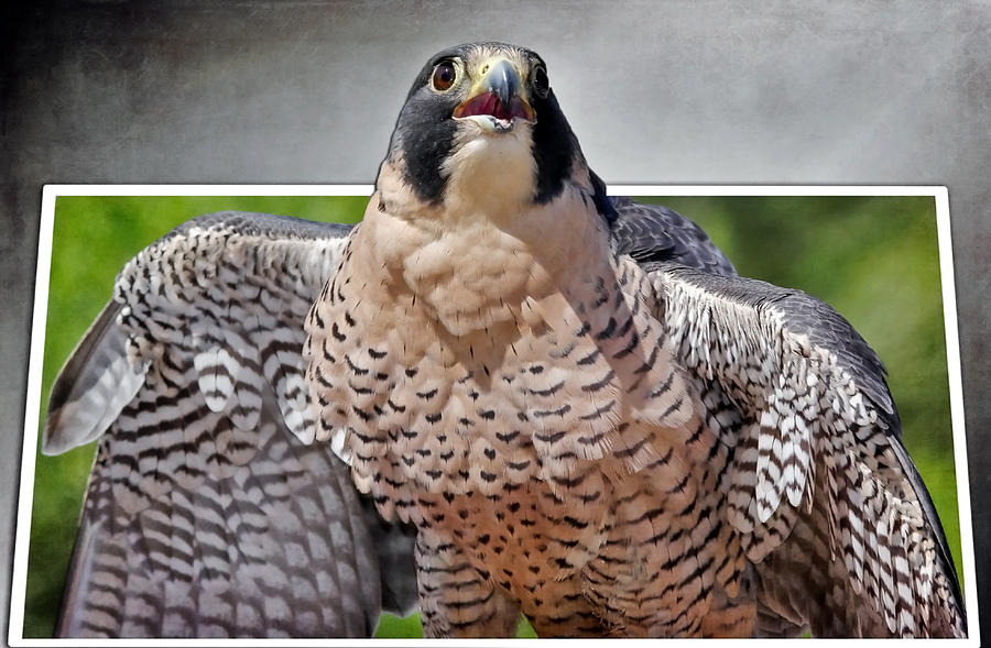 Prairie Falcon Photograph by Elaine Malott