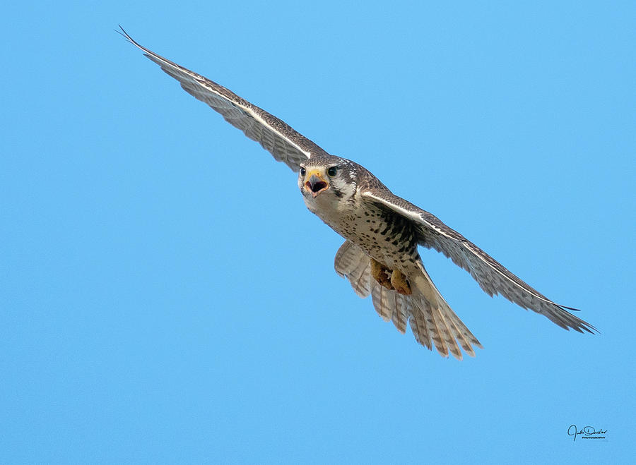 Prairie Falcon in Flight Photograph by Judi Dressler