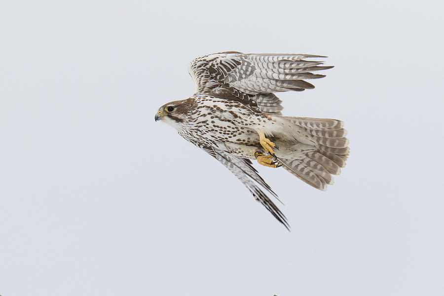 Prairie Falcon In Flight Photograph by Tony Hake