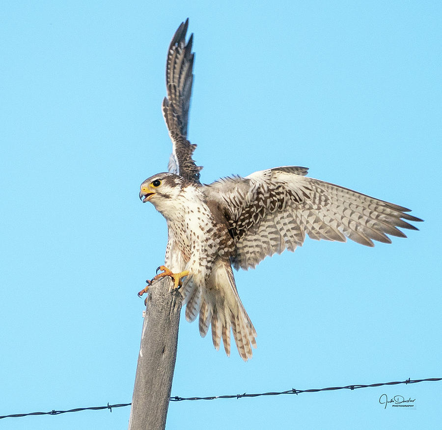 Prairie Falcon Landing on Post Photograph by Judi Dressler