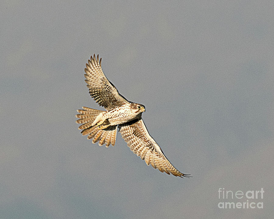 Prairie Falcon on the Wing Photograph by Dennis Hammer