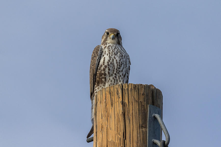 Prairie Falcon Stare Photograph by Tony Hake