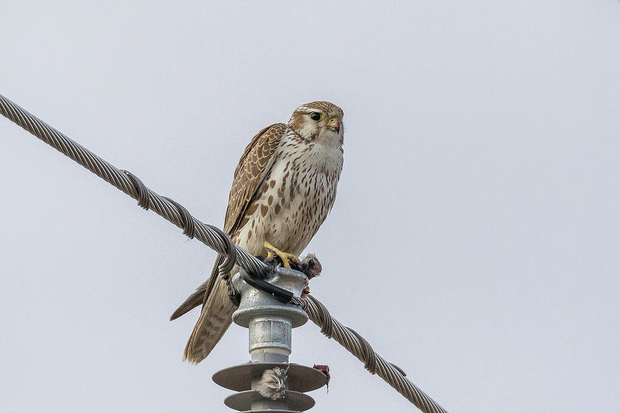 Prairie Falcon With Its Breakfast Photograph by Tony Hake