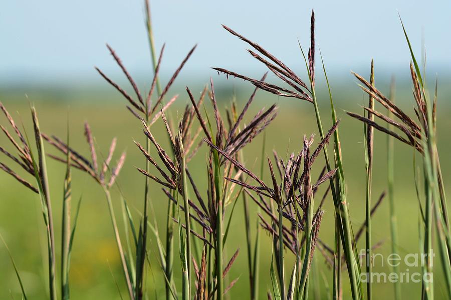 Prairie Grass -514 Photograph by Ken DePue