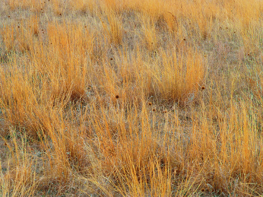 Prairie Grass Fantasy Photograph by Cris Fulton