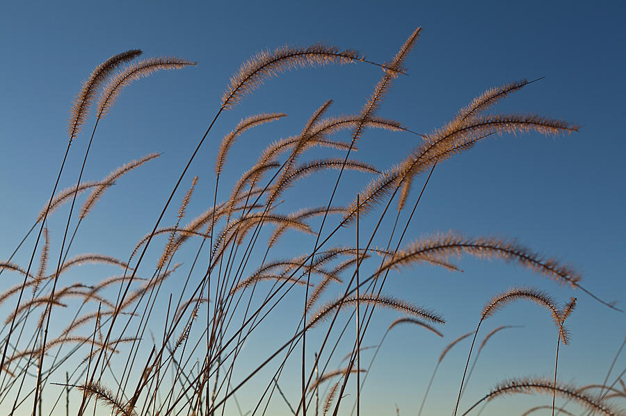 Sunset Photograph - Prairie Grass Landscape by Steve Gadomski