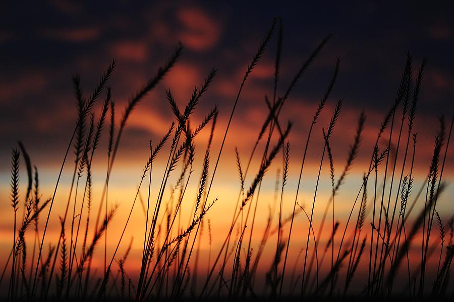 Prairie Grass Sunset Photograph by David Broome | Fine Art America