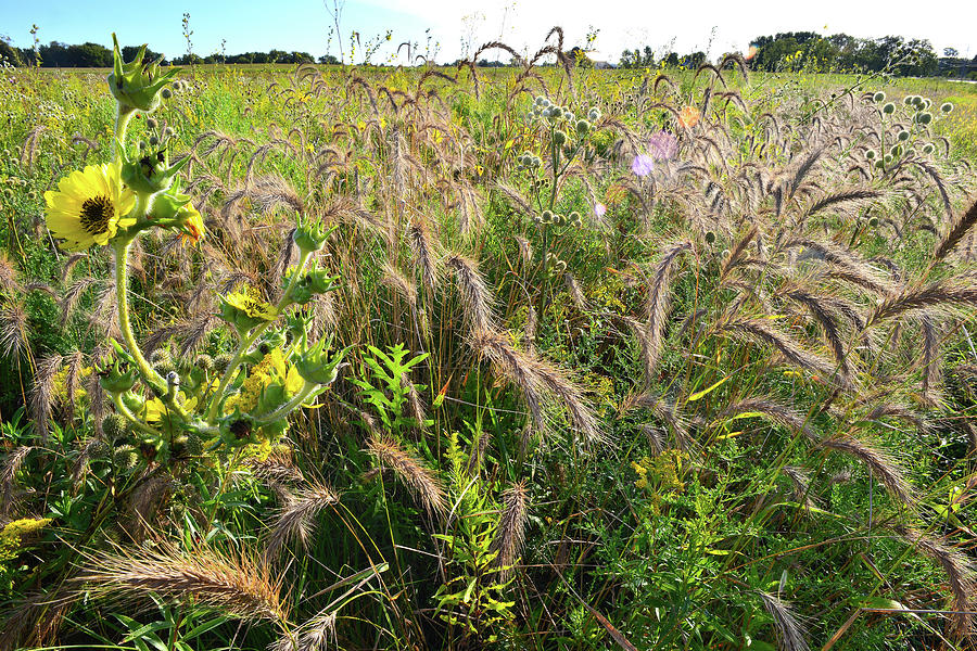 Prairie Grasses And Flowers Photograph