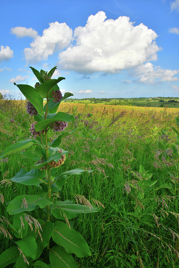 Prairie Grasses and Milkweed in Glacial Park Photograph by Ray Mathis