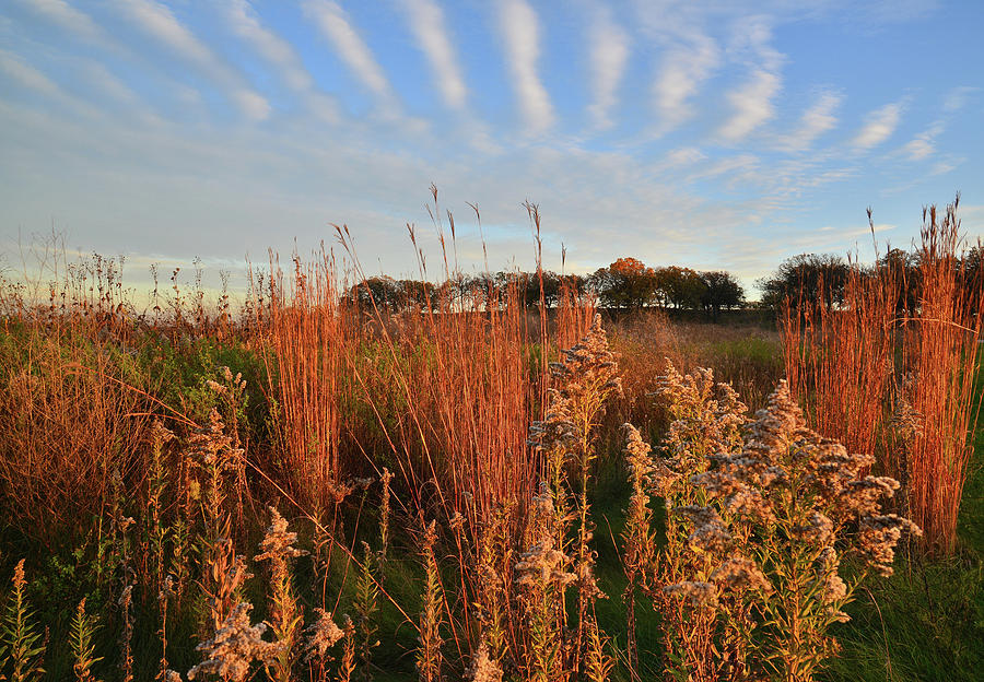 Prairie Grasses and Wildflowers at Sunset in Glacial Park Photograph by Ray Mathis