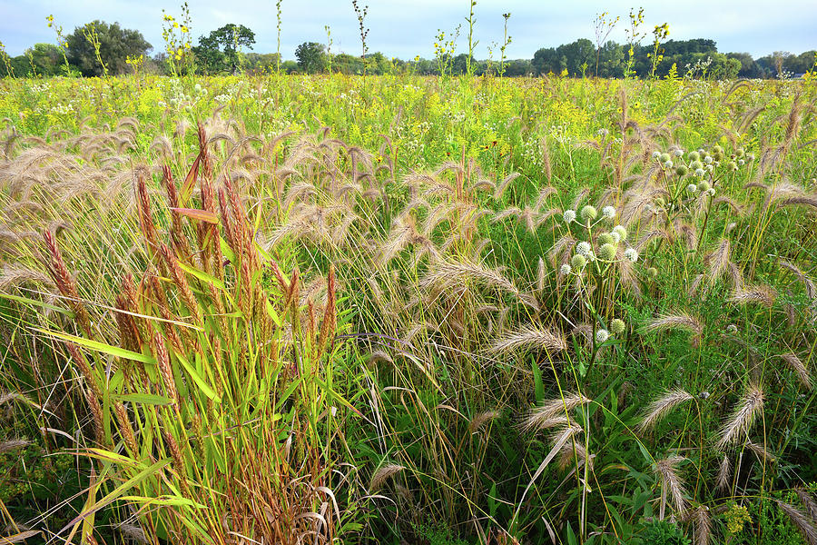 Prairie Grasses in Glacial Park Photograph by Ray Mathis
