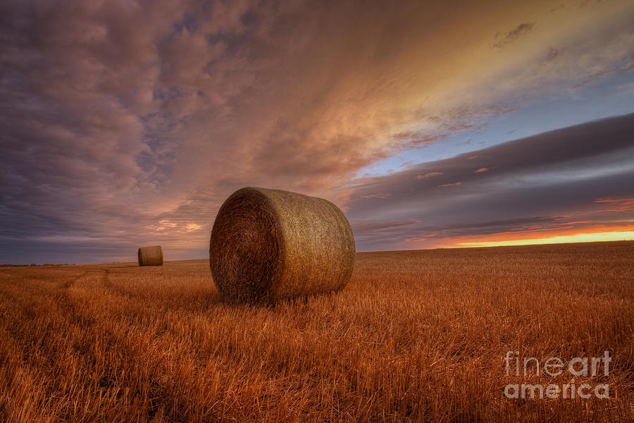Nature Photograph - Prairie Harvest by Dan Jurak