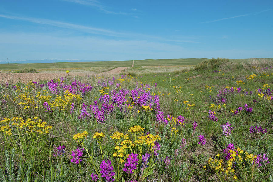 Prairie in Bloom Photograph by Cascade Colors
