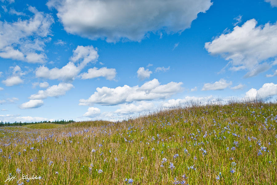 Prairie in Bloom Under Blue Sky Photograph by Jeff Goulden