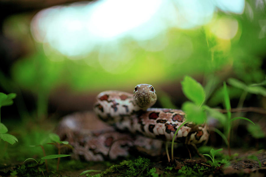 Prairie Kingsnake Photograph by Kyle Findley