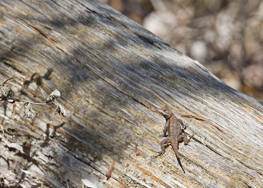 Prairie Lizard _ 1a Photograph by Walter Herrit