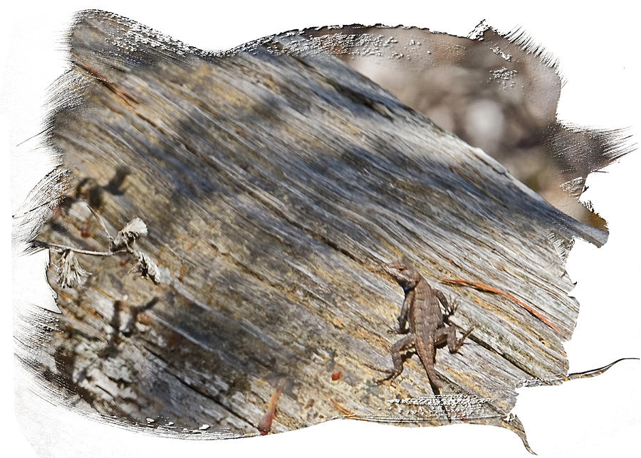 Prairie Lizard _ 1b Photograph by Walter Herrit