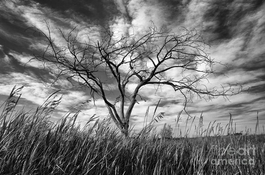 Tree Photograph - Prairie Monarch by Bob Christopher