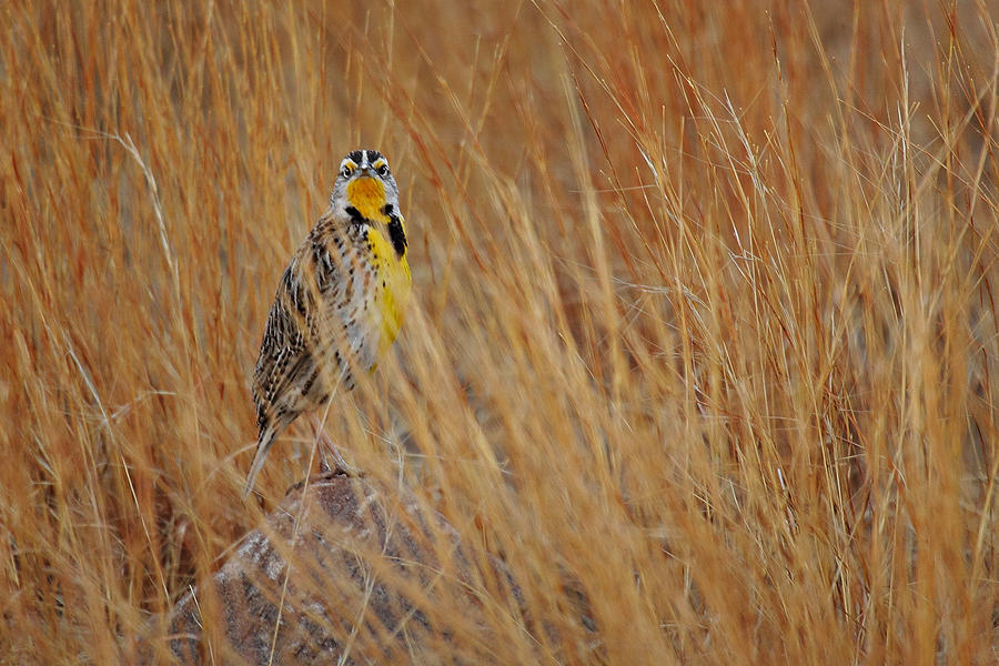 Mockingbird Photograph - Prairie Mystro by Deborah Johnson Mockingbird Photograph - Prairie Mystro by Deborah Johnson