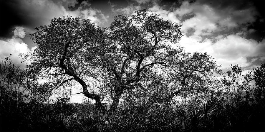 Nature Photograph - Prairie Oak by William Haas