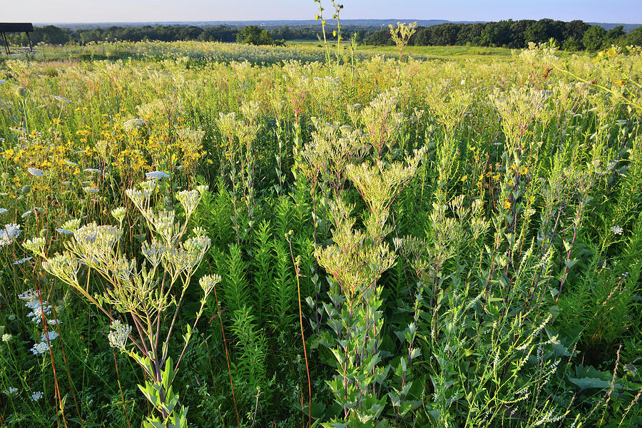 Prairie of Indian Plantain at Marengo Ridge Conservation Area Photograph by Ray Mathis