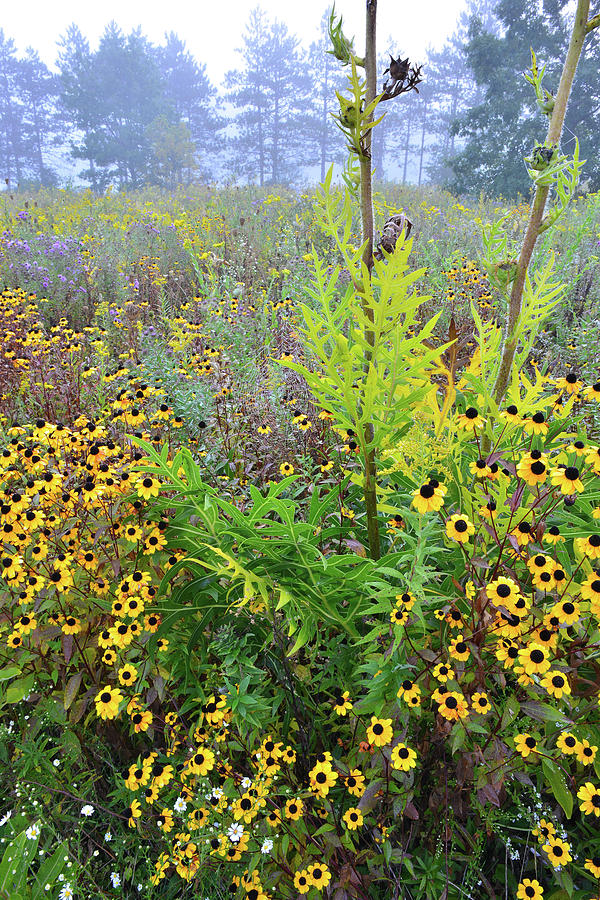 Prairie of Wildflowers at Brookdale Photograph by Ray Mathis
