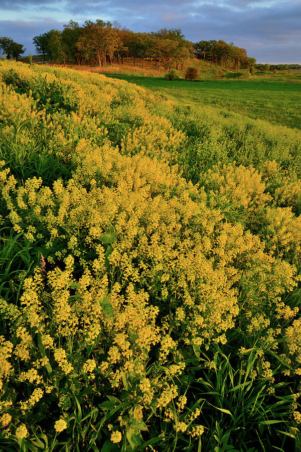 Prairie of Wildflowers at Glacial Park Photograph by Ray Mathis