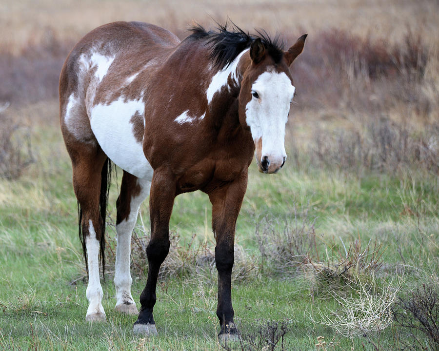Prairie Pony Photograph by Whispering Peaks Photography