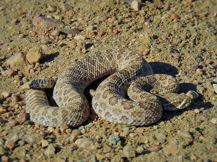 Prairie Rattlesnake Photograph by Carl Miller - Fine Art America