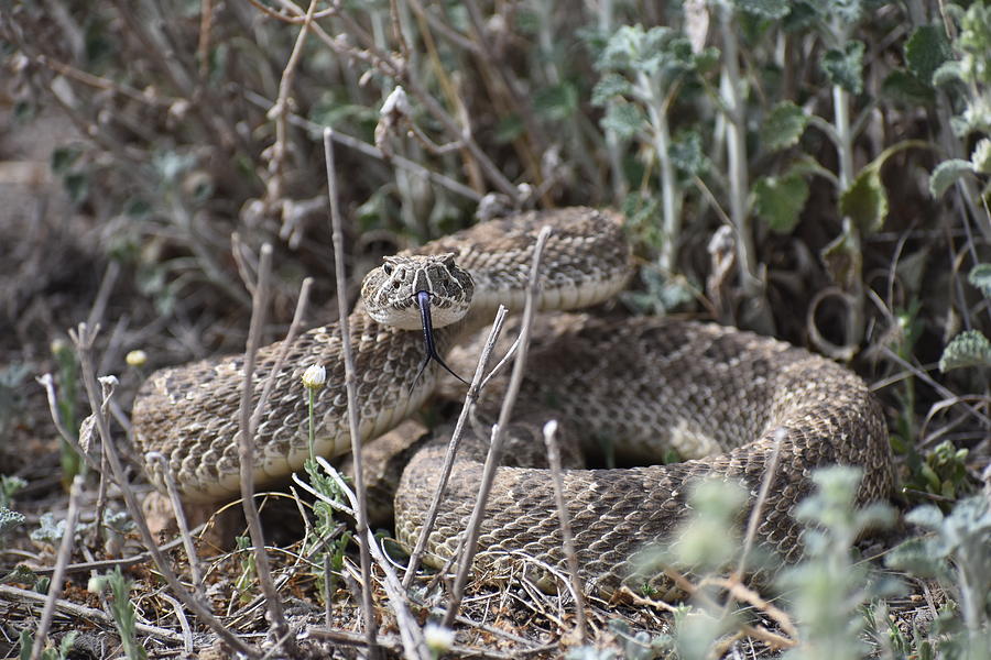 Prairie Rattlesnake Photograph by Sara Van der Leek - Fine Art America