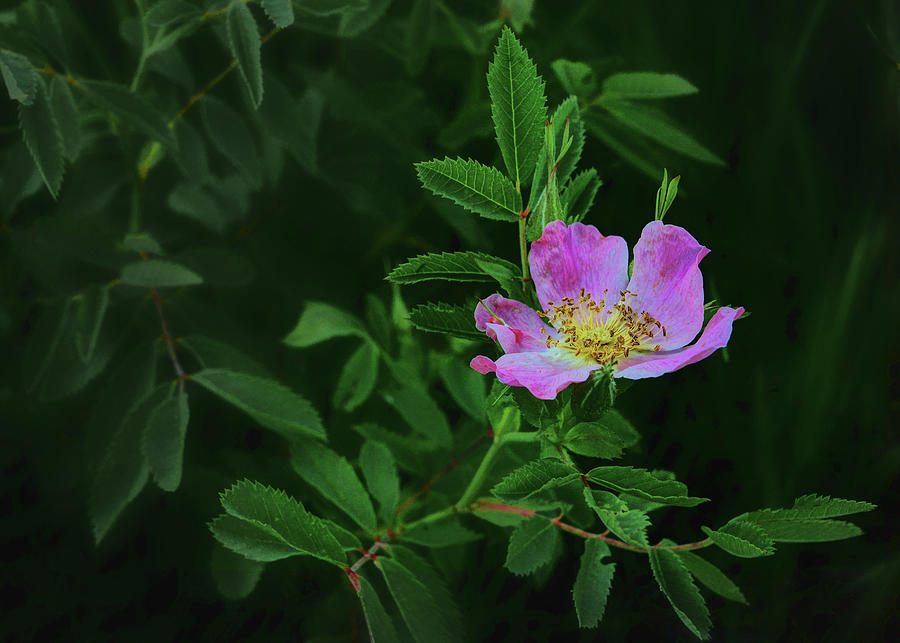 Prairie Rose Photograph by Nikolyn McDonald
